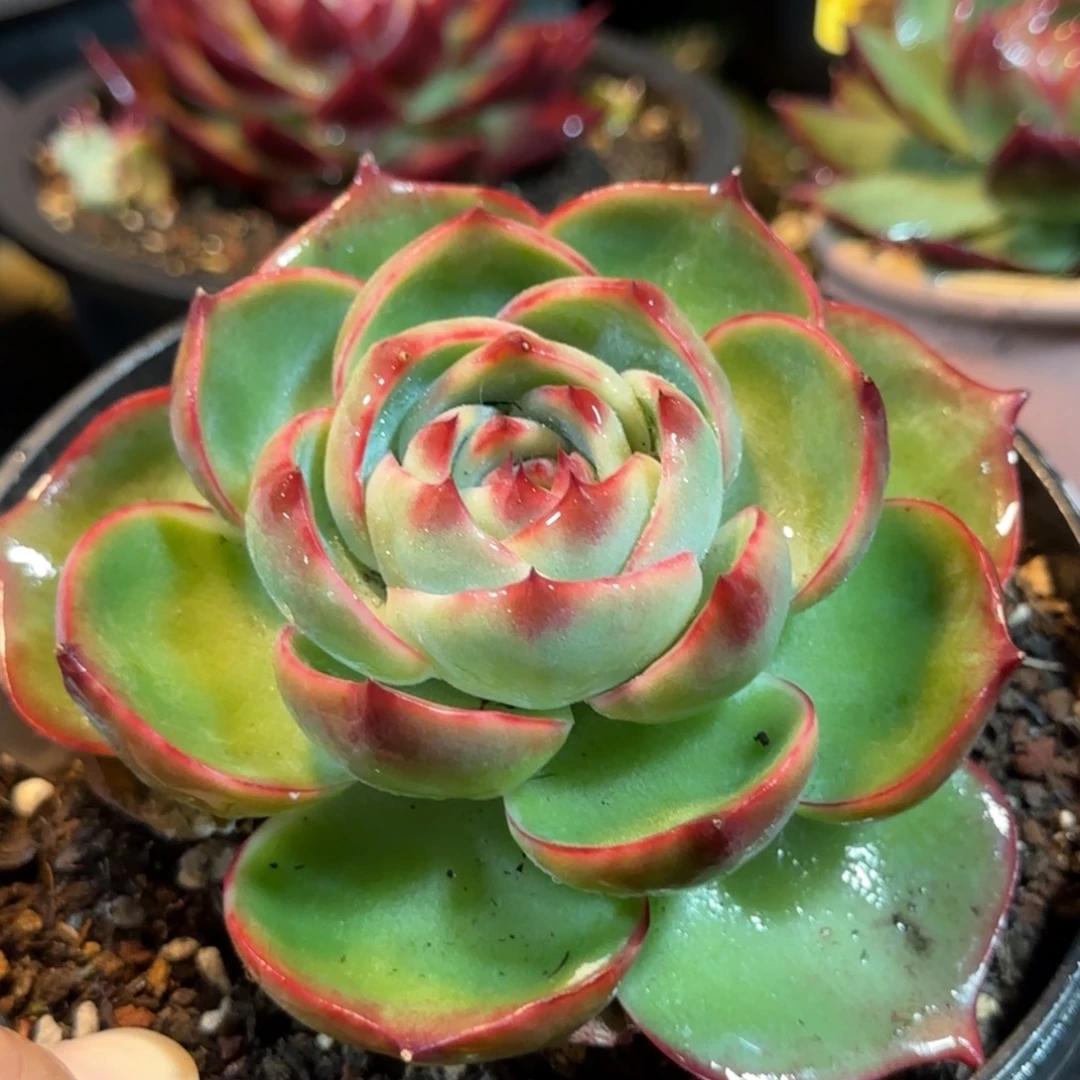 玫瑰惊鸿一物一拍包装收缩花旱6666