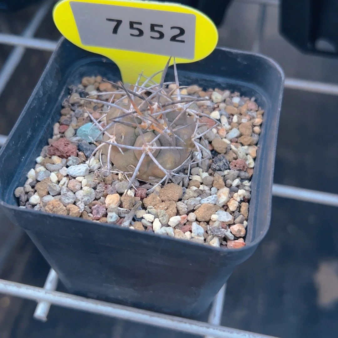 C***n7552专拍实生阿罗仙人