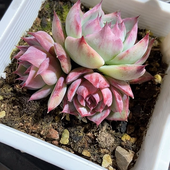 多肉植物惊鸿2017