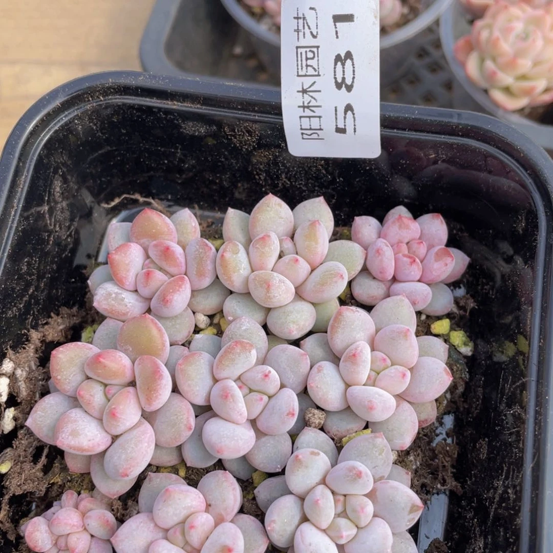 多肉植物多肉植物581