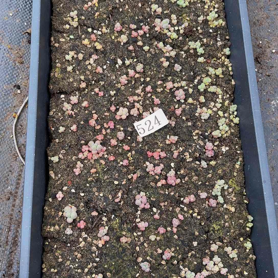 多肉植物多肉植物524