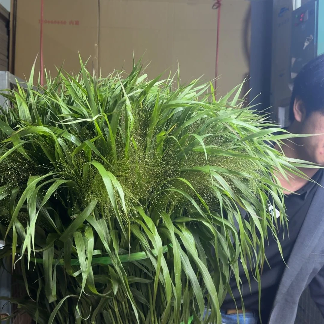 喷泉草3扎。