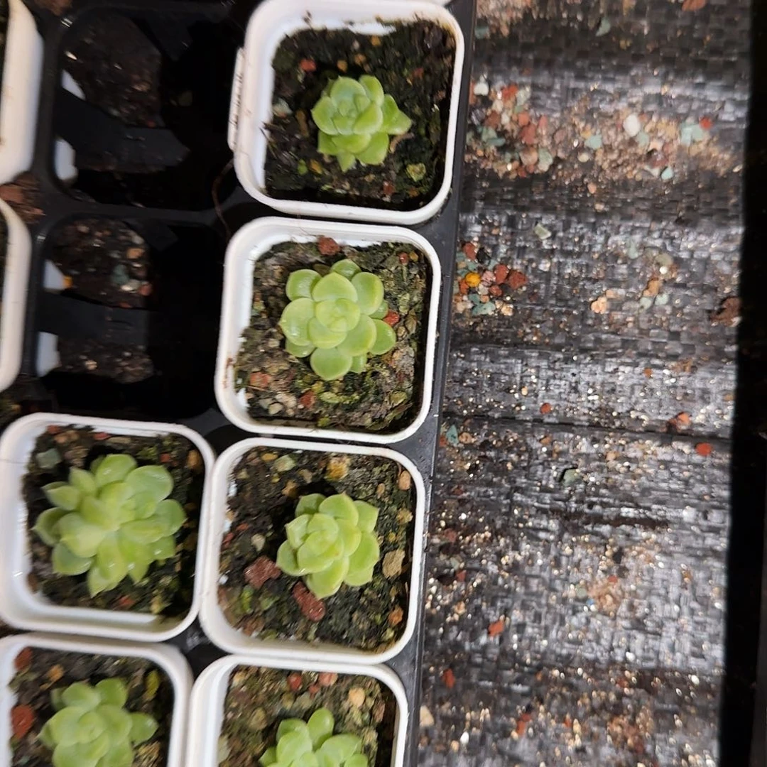 小泼天4号床中盆一个满25包邮