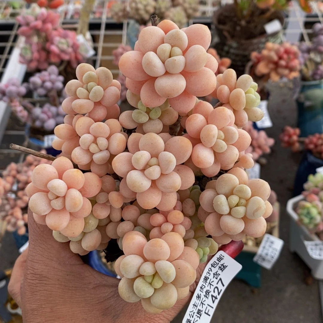 洛可可427/10cm多肉