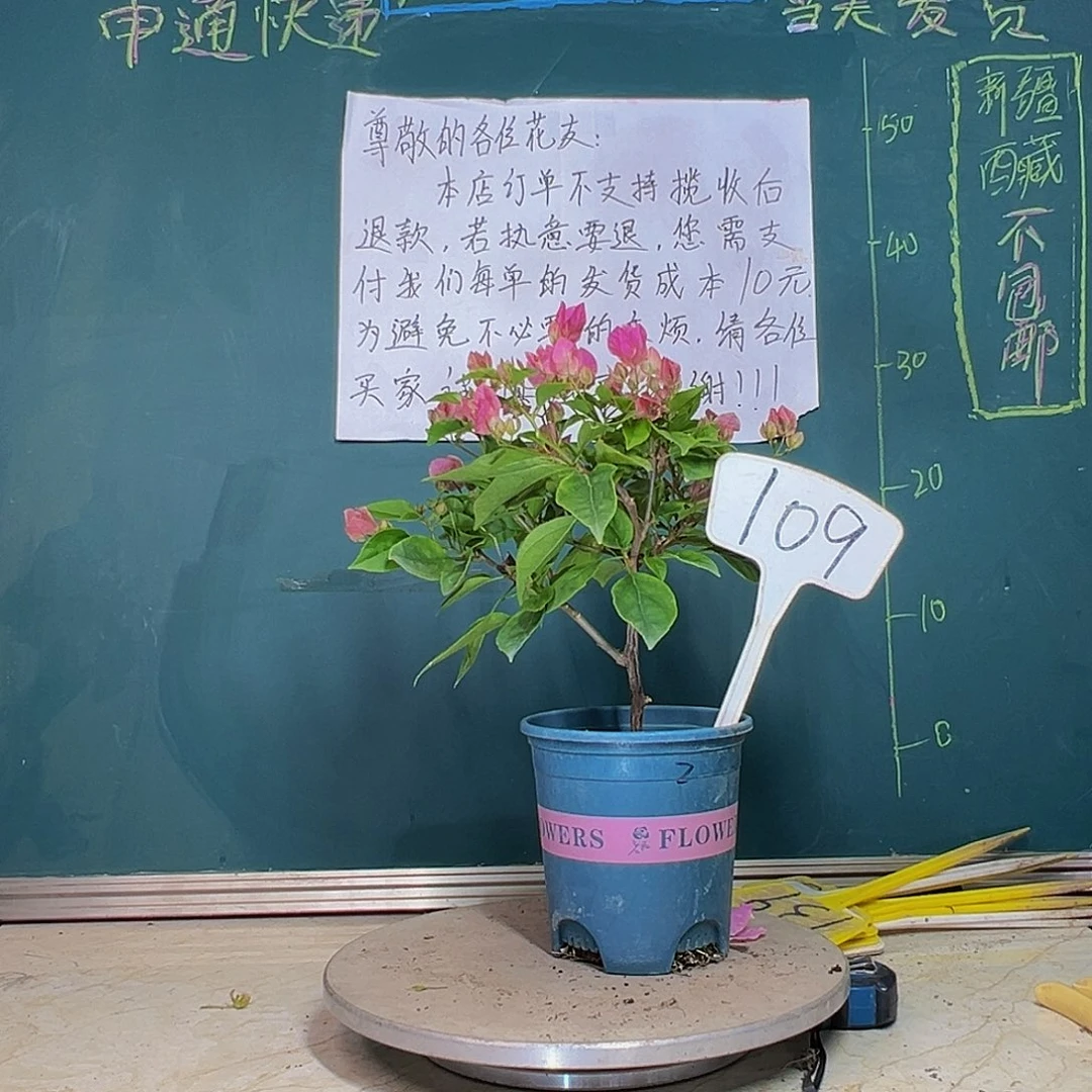 当前无花栽培后可以开花漳红樱 109