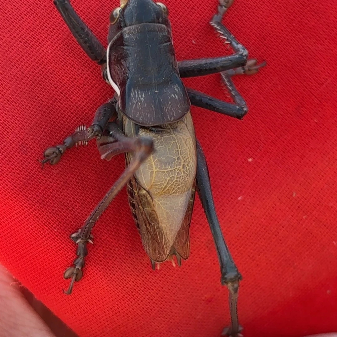 -***。蝈蝈蝈蝈福福价格