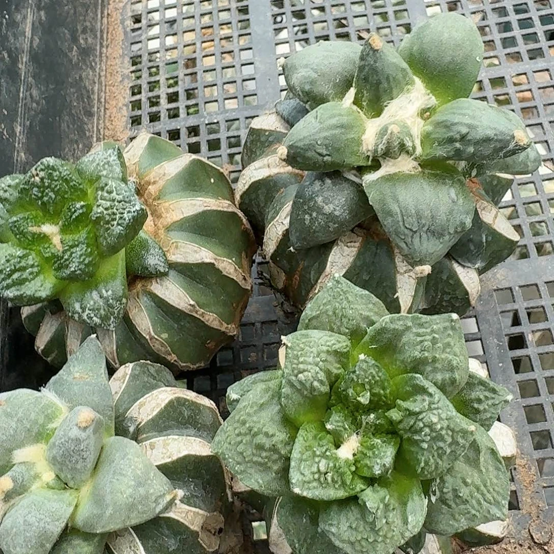 【闪购商品】无花朵用****4四颗牡丹940