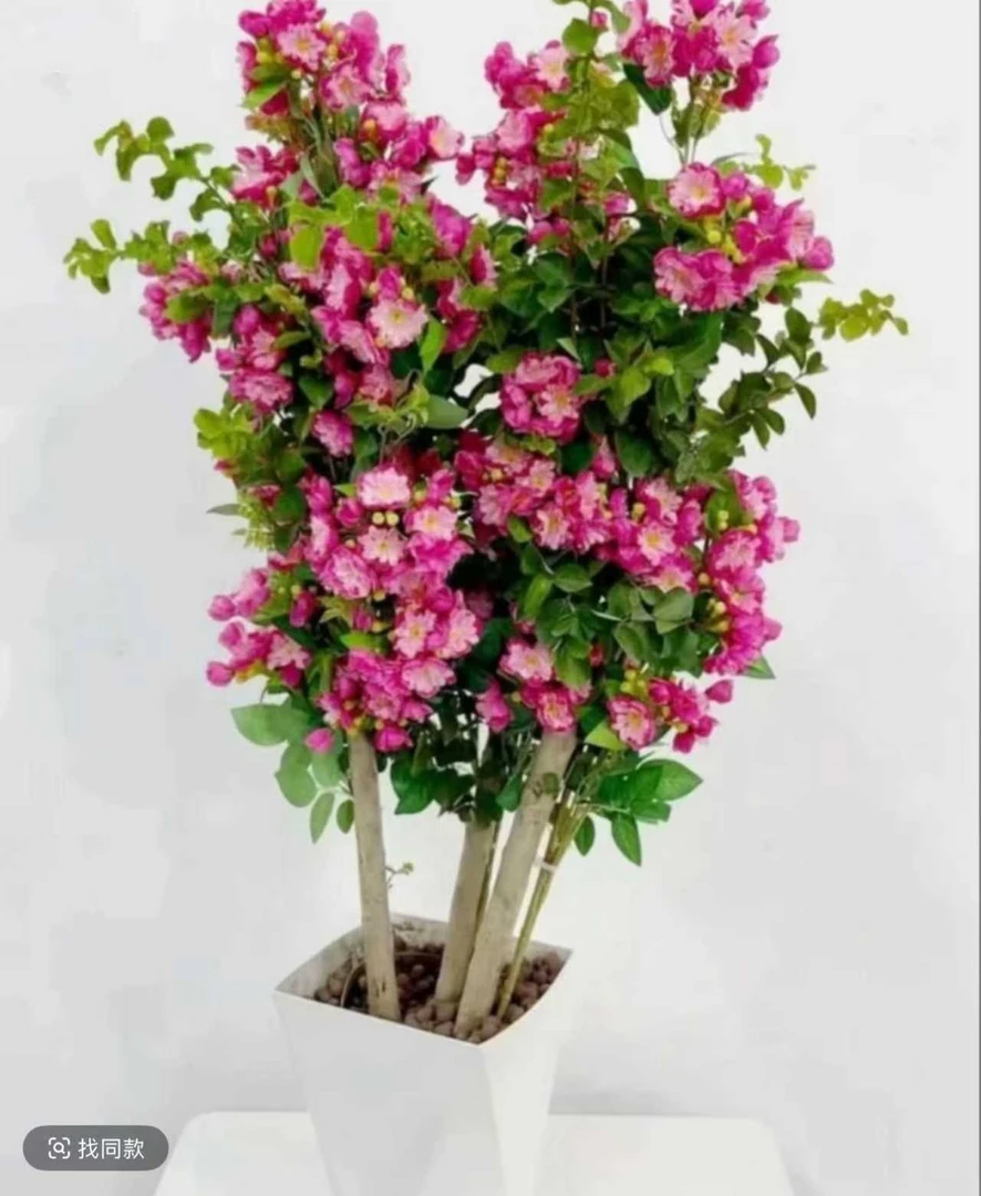 紫薇花绿植花卉网红室内常青净化空气办公室百搭紫薇花