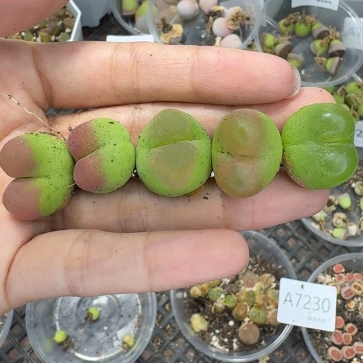 7238 生石花和肉锥