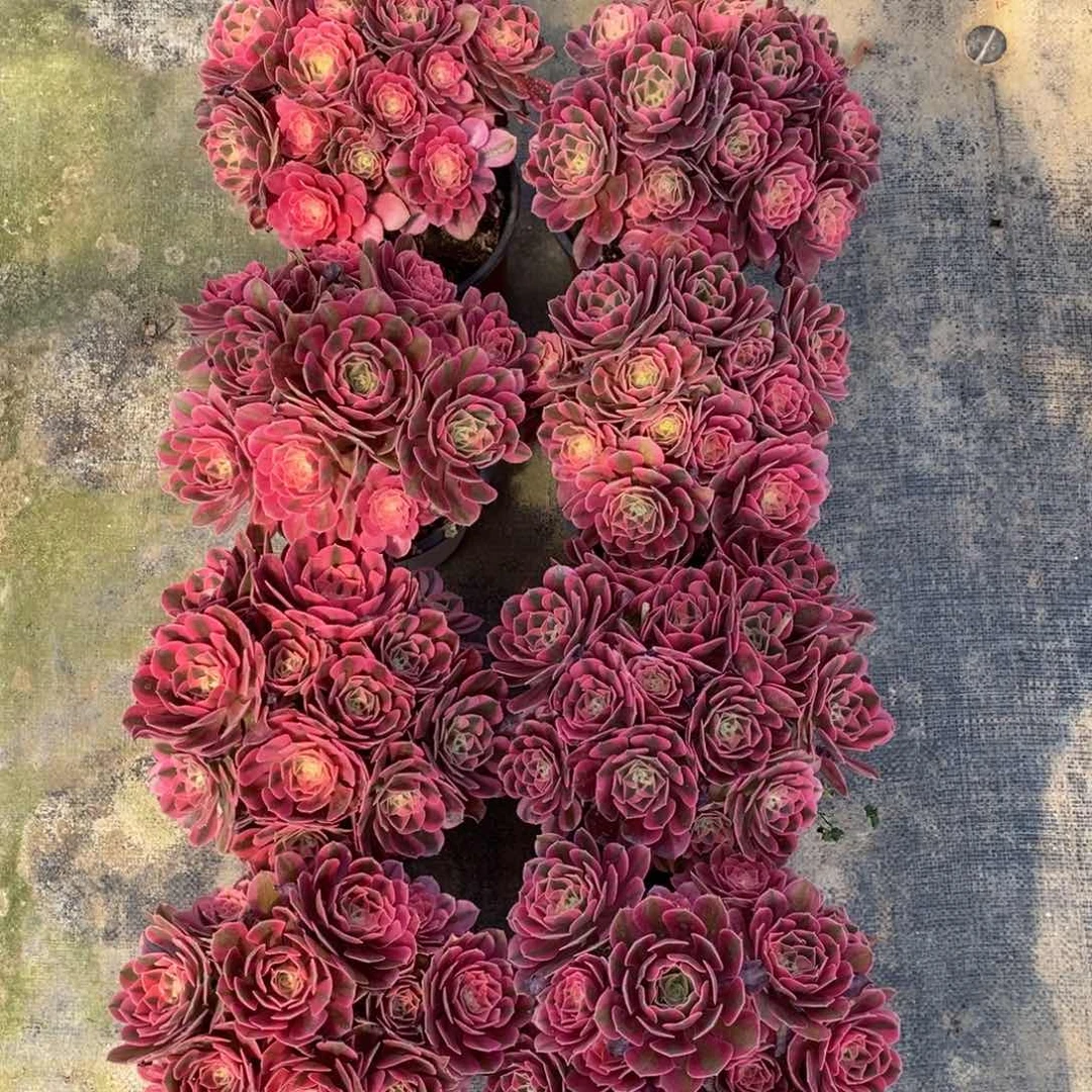 全部花朵10棵小棵女巫嫩桩044