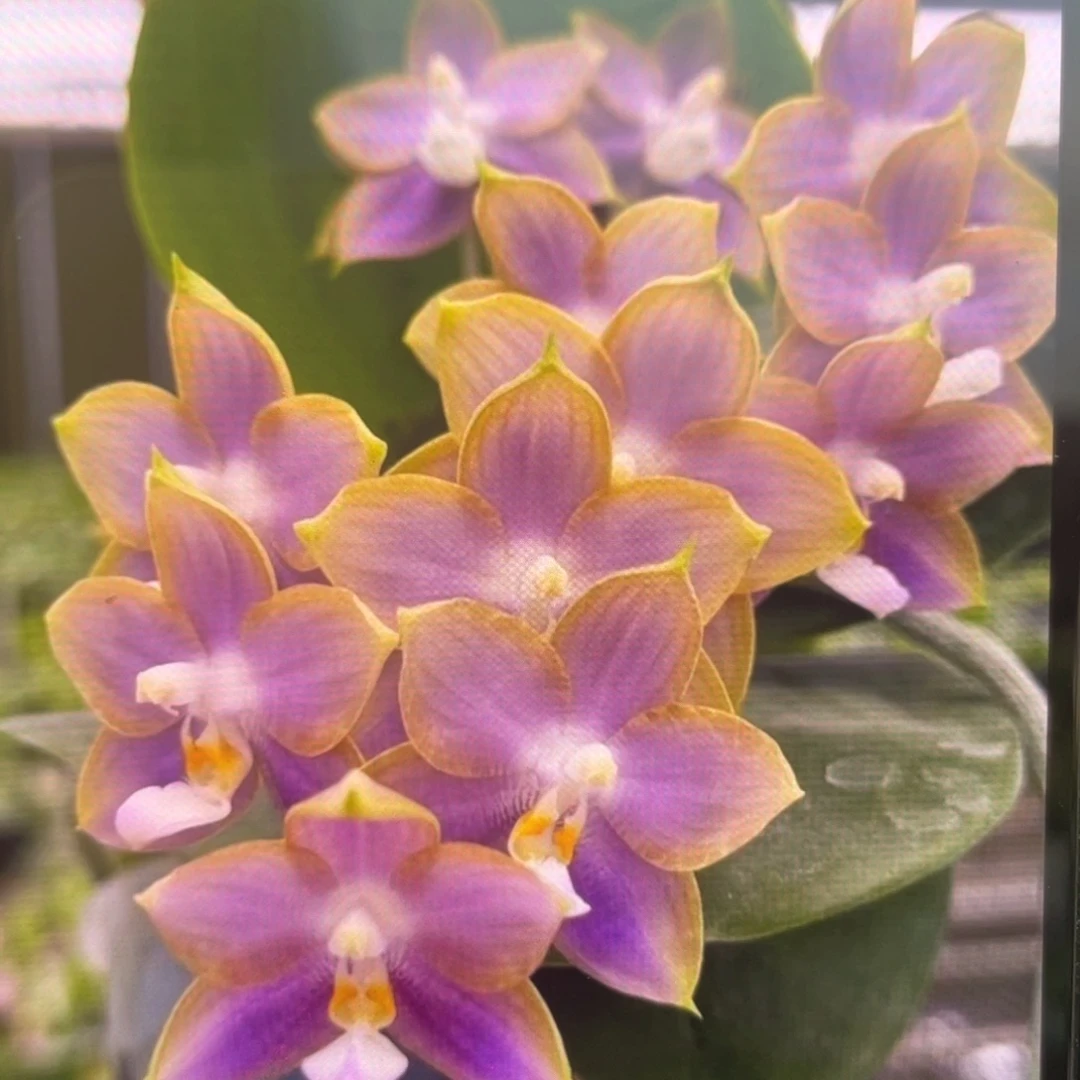 完全开放反射龙508，分生，1.7杯苗1棵