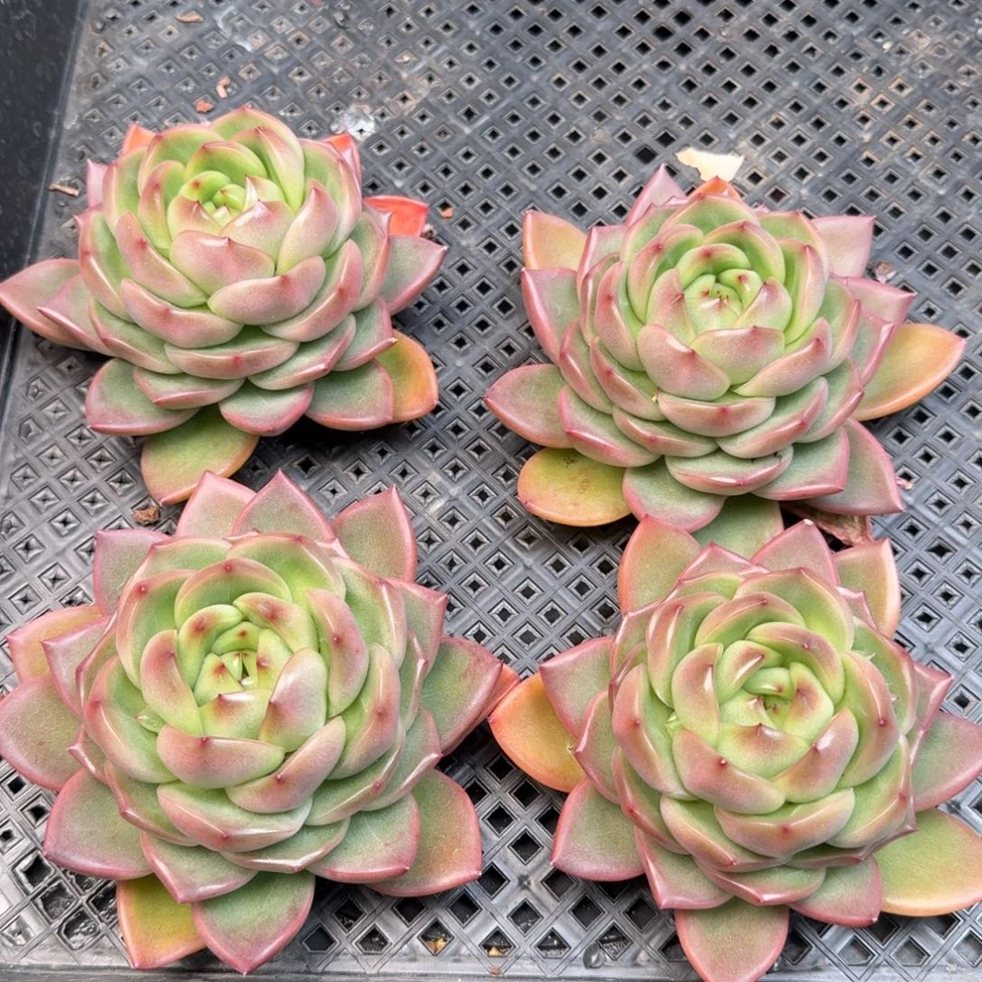 从前慢花园多肉编号1127.明朗珍妮