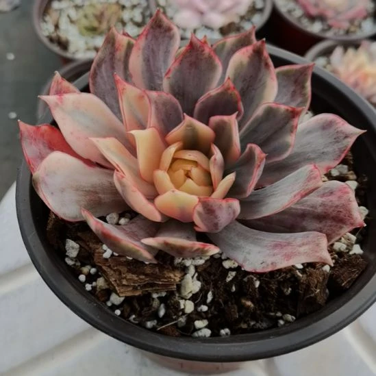 宝莲灯白覆轮锦单头带根