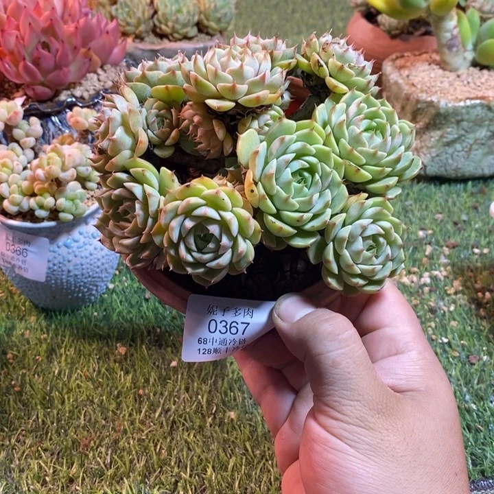 0367啊啊啊啊啊啊啊啊啊啊