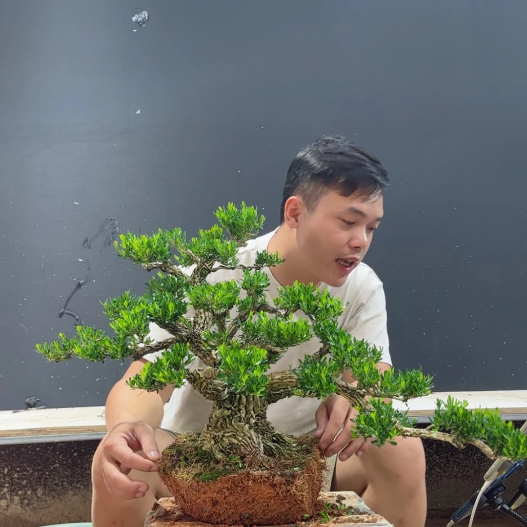 【闪购商品】当前无花朵，栽培后可花朵广东皱皮雀舌黄杨
