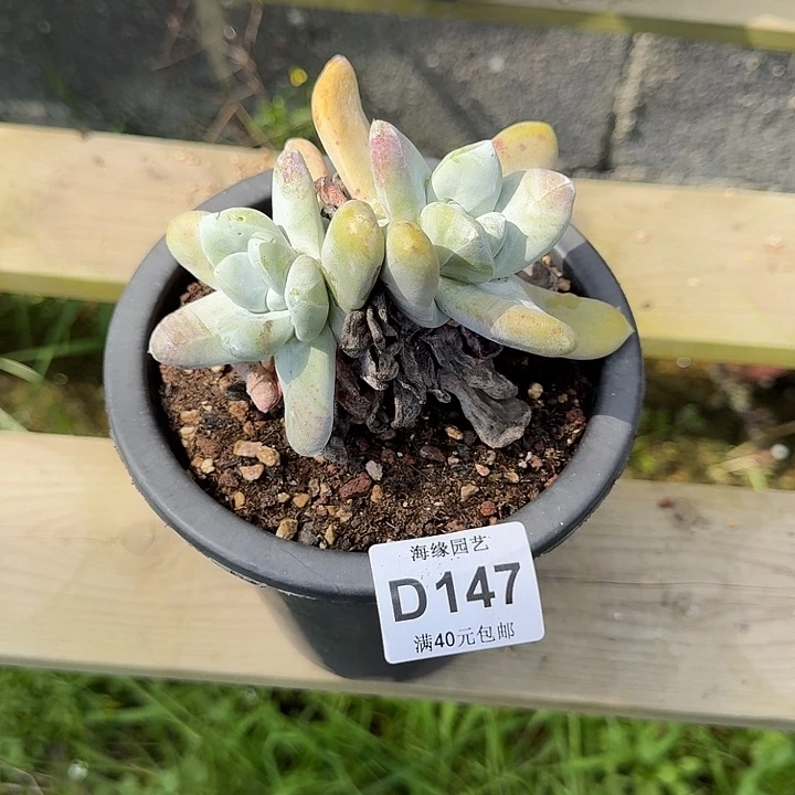 尧*淑拇指仙女杯多肉植物