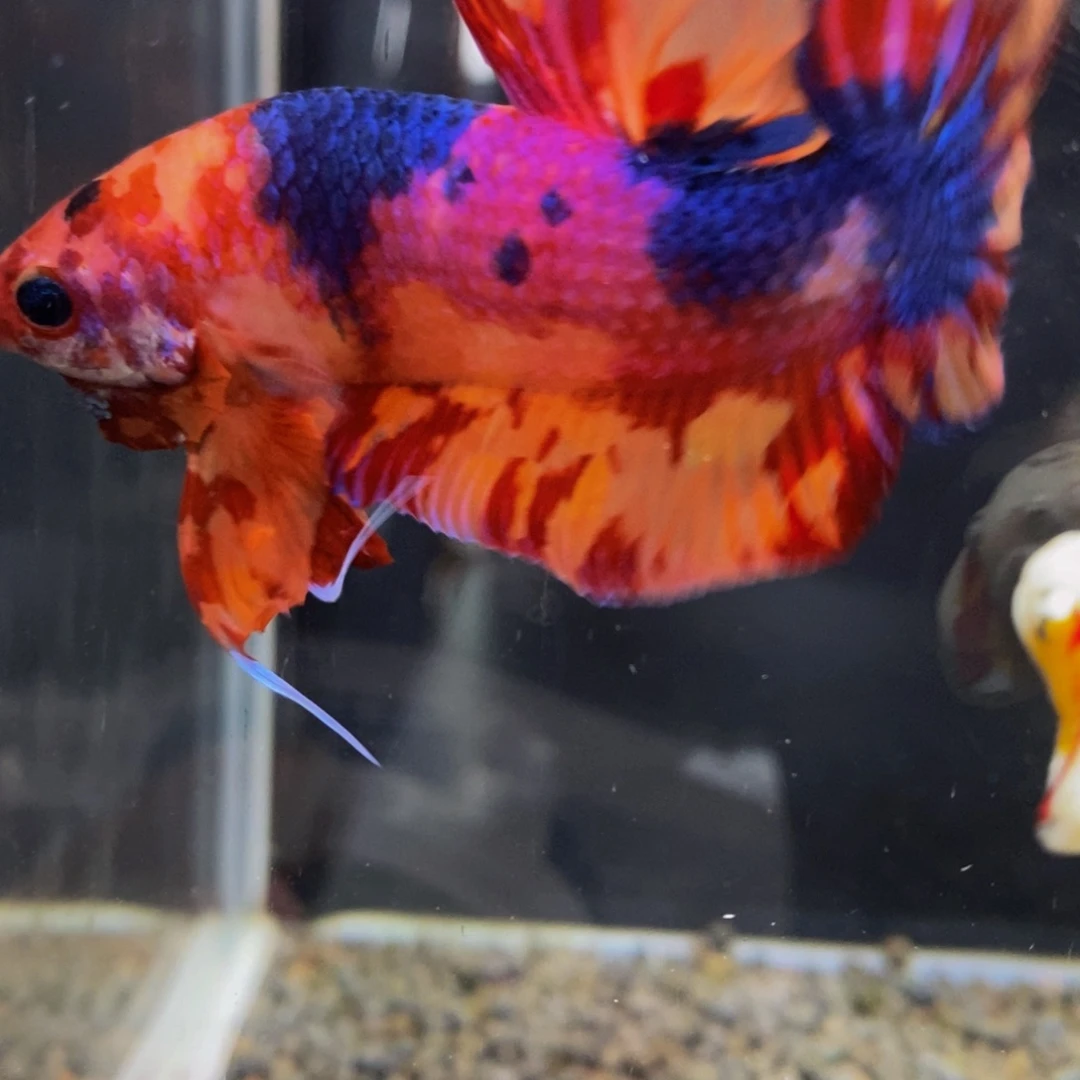 斗鱼160巨斗11星11巨