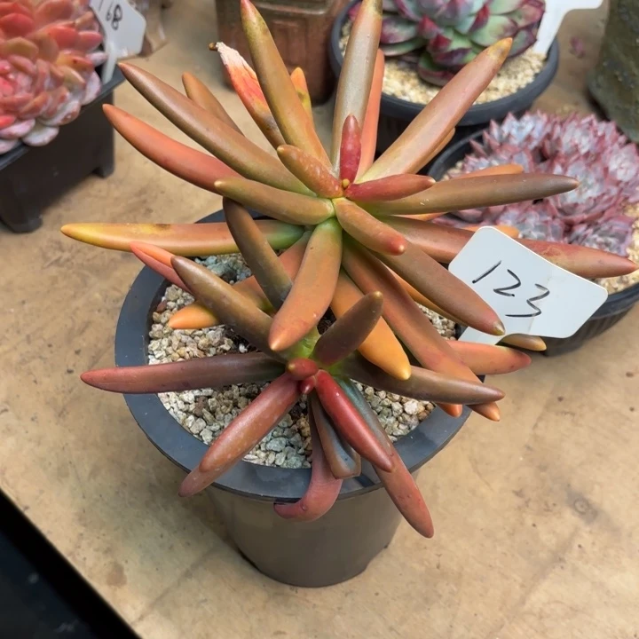 多肉植物，椰子123号