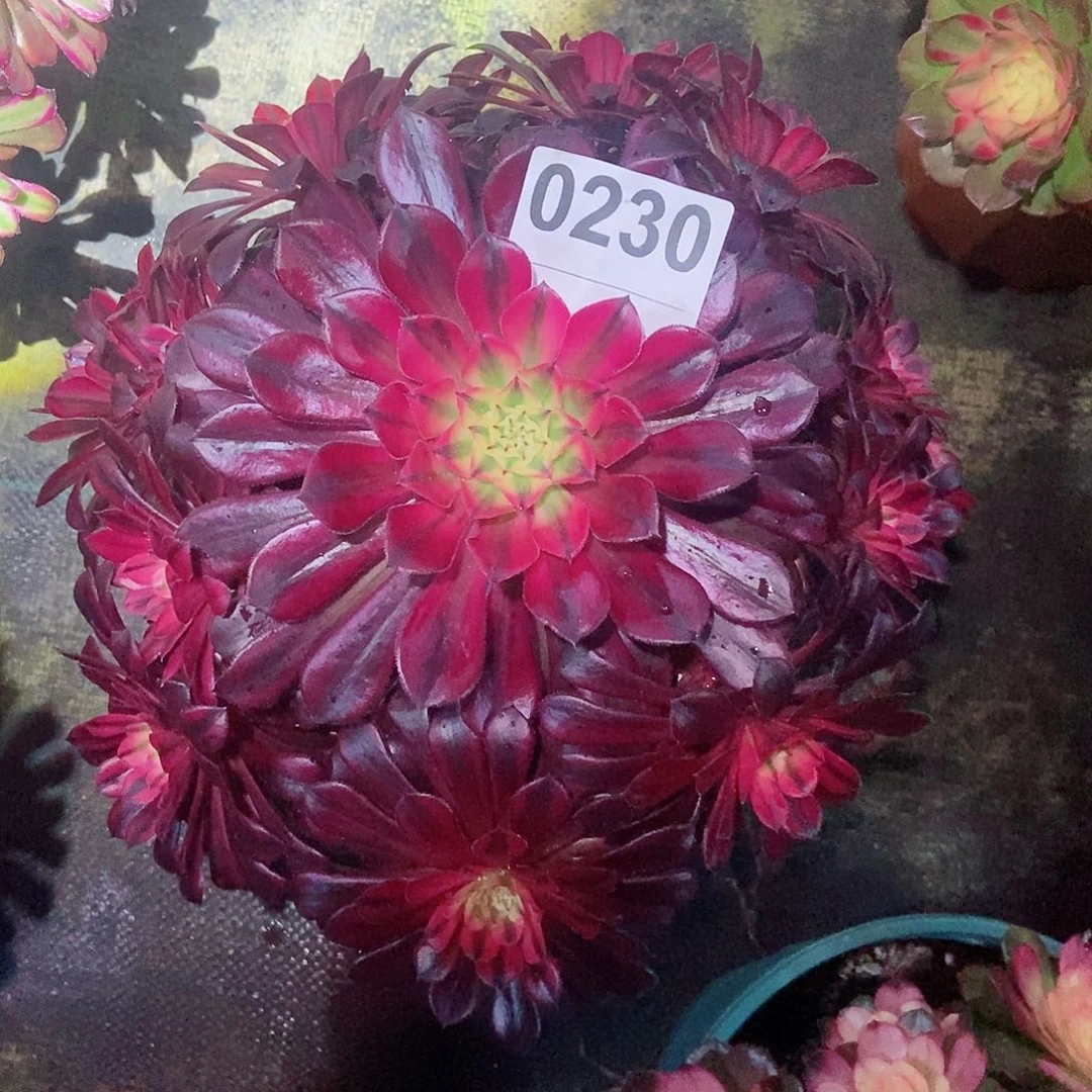 红陶0230黑铜白4多肉