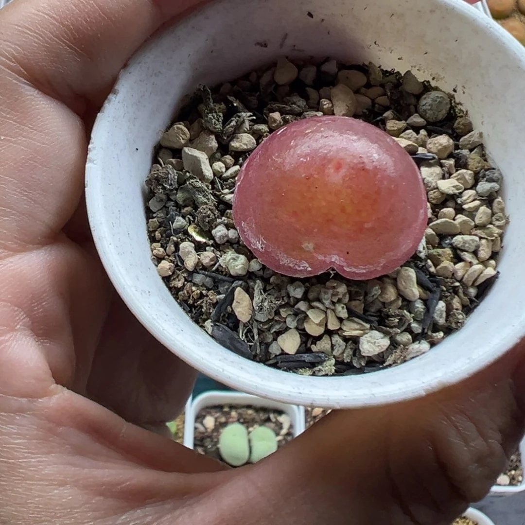 465灯泡带盆土发货
