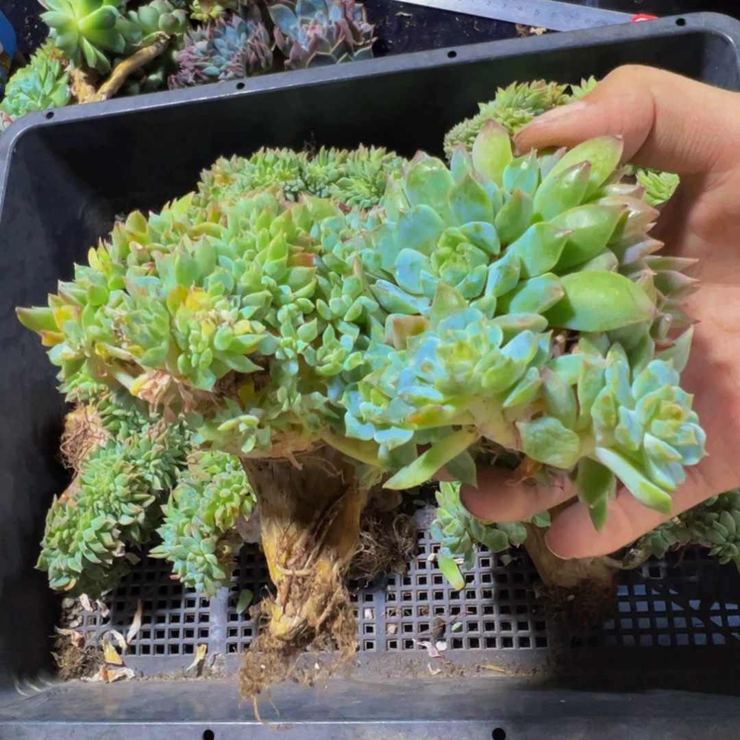 欣***悦橘子汽水冰魄缀微瑕