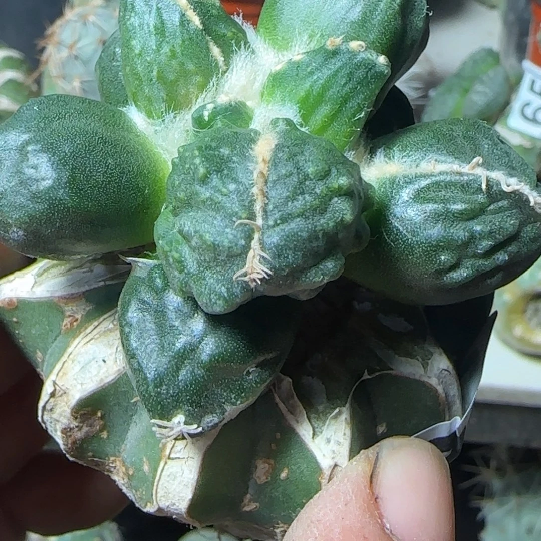 无花朵泰系外星蛋怒373