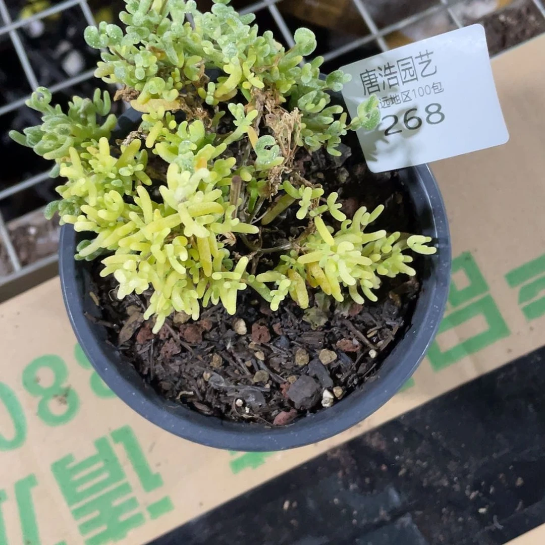 落****6支杆一物一拍268