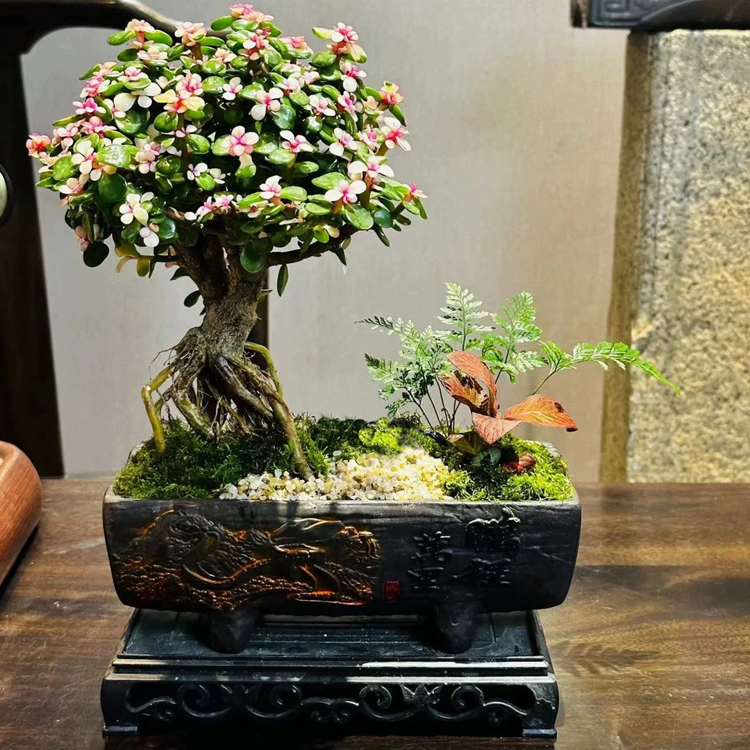 （一物一拍）金枝玉叶盆栽多肉植物老桩花卉绿植室内阳台办公室好养