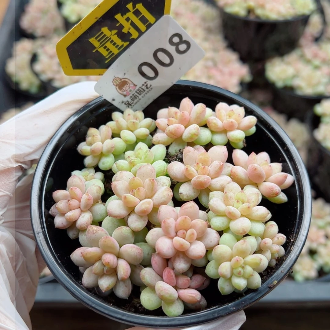 多肉植物多肉植物