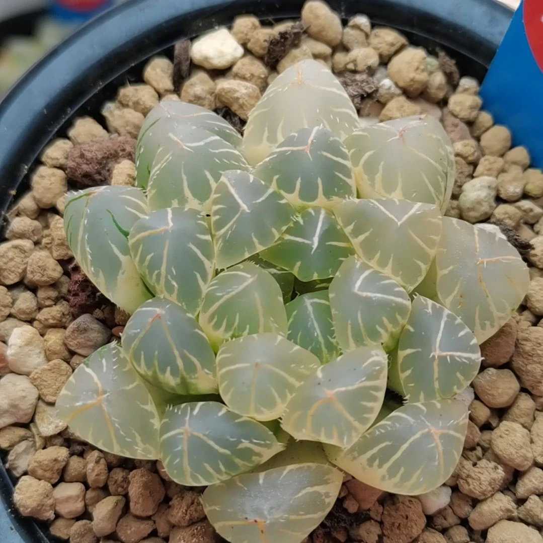 40号糊斑OH玉露锦一物一拍带盆土发货