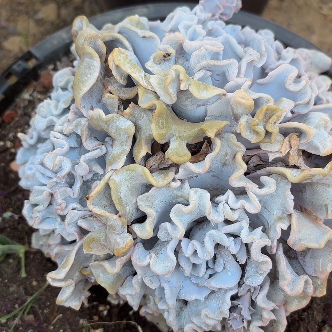 同温层多肉134白饺子皮