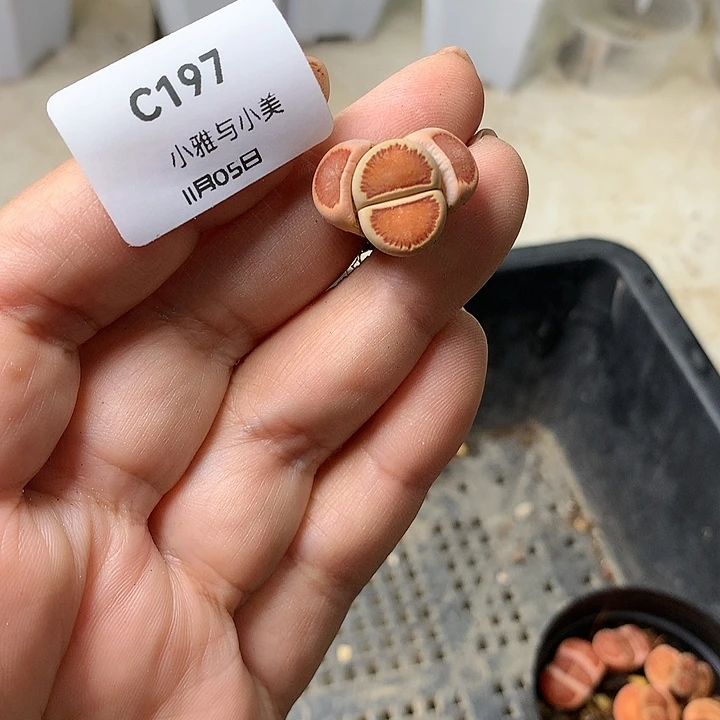 清****)C197多肉植物保护研究所