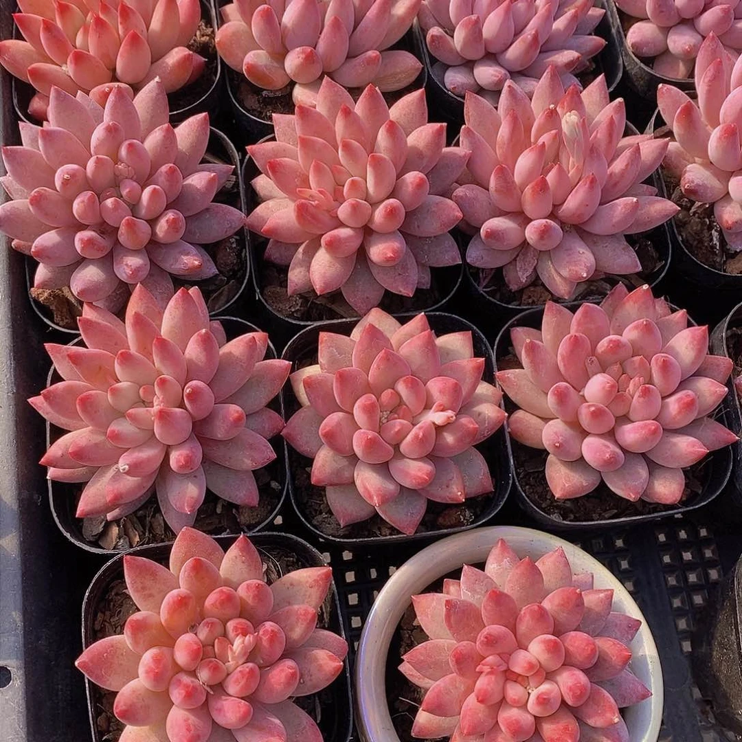 0210-小车厘子单头福利一颗 量拍