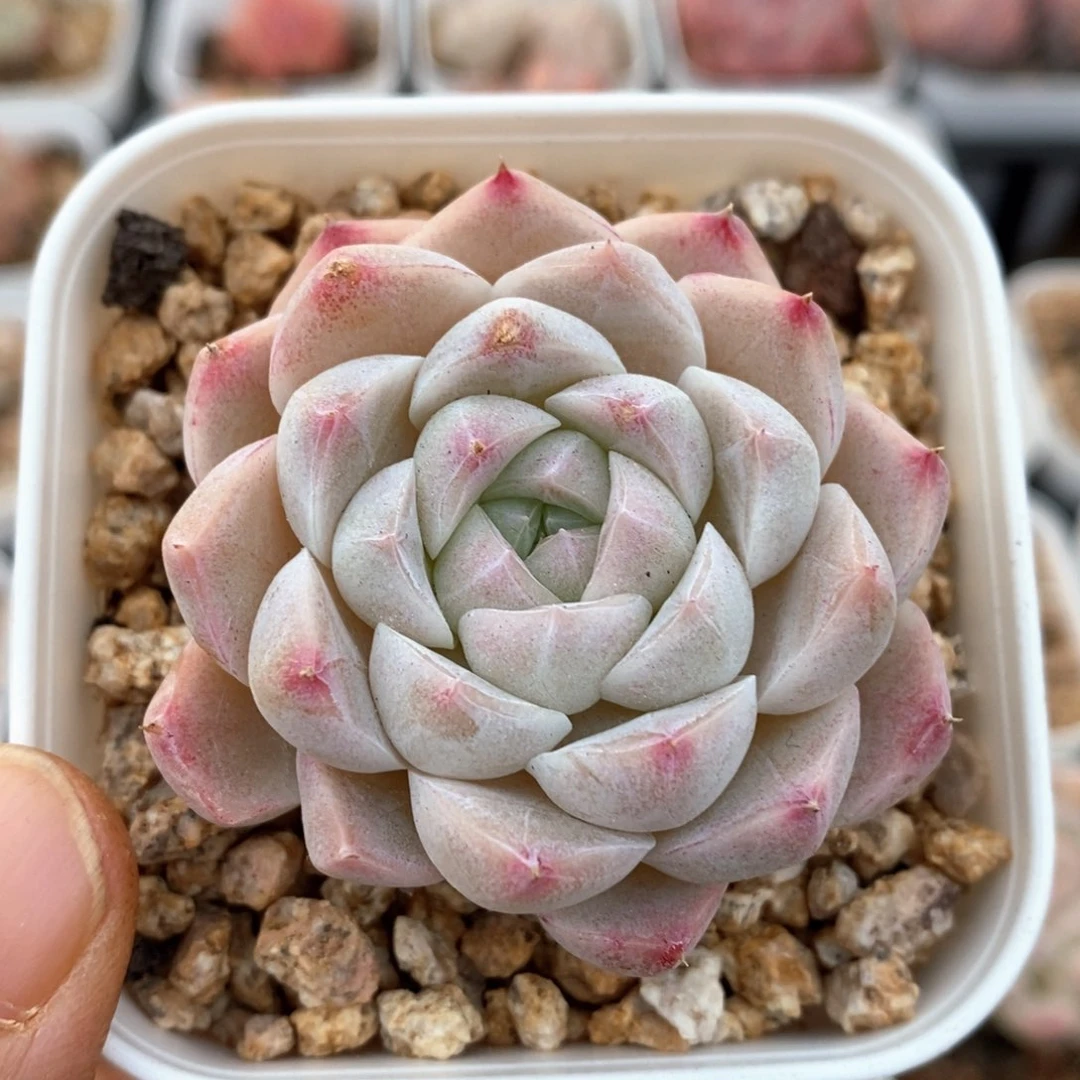 精品多肉一物一拍169