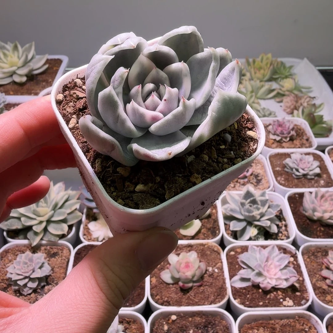 韩版黑玫瑰锦植物一物一拍
