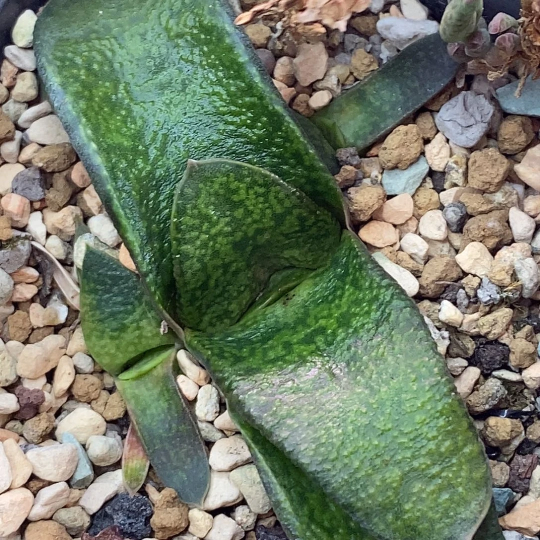不带盆脱土裸根发货（不带侧芽）