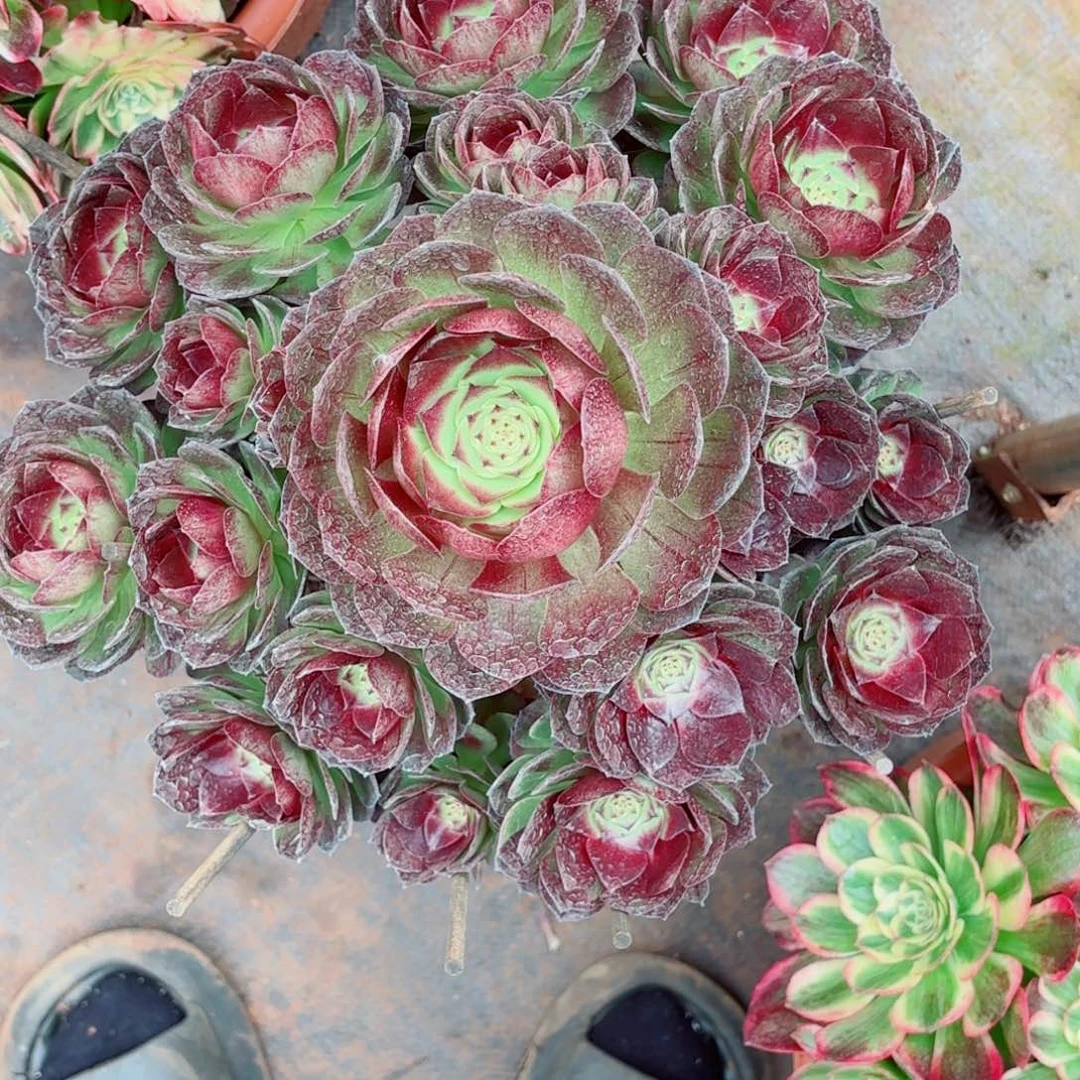 云南多肉植物黑美人