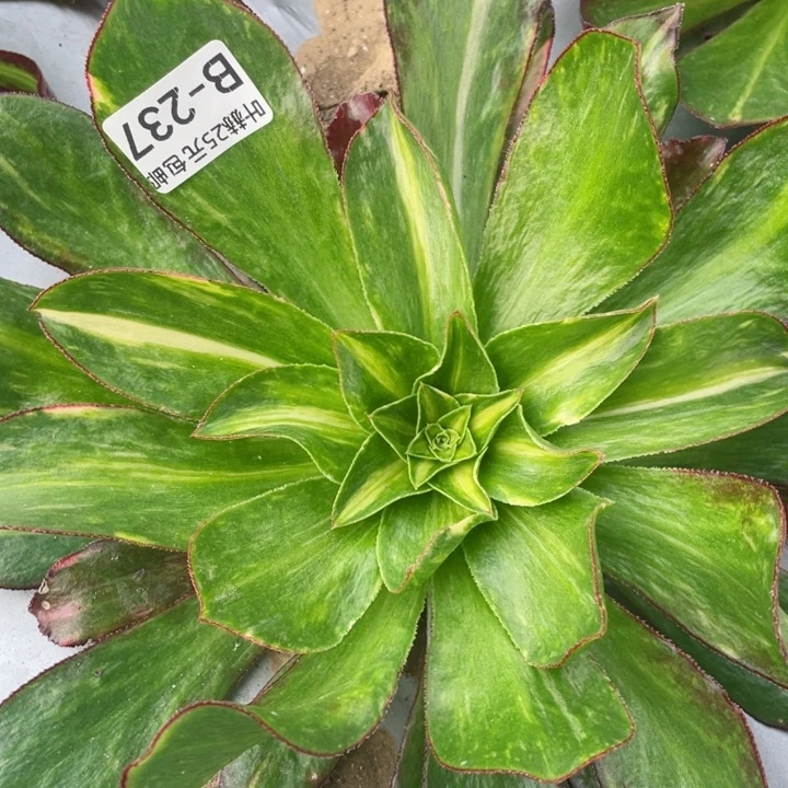 237魅影七彩中班多肉12345678