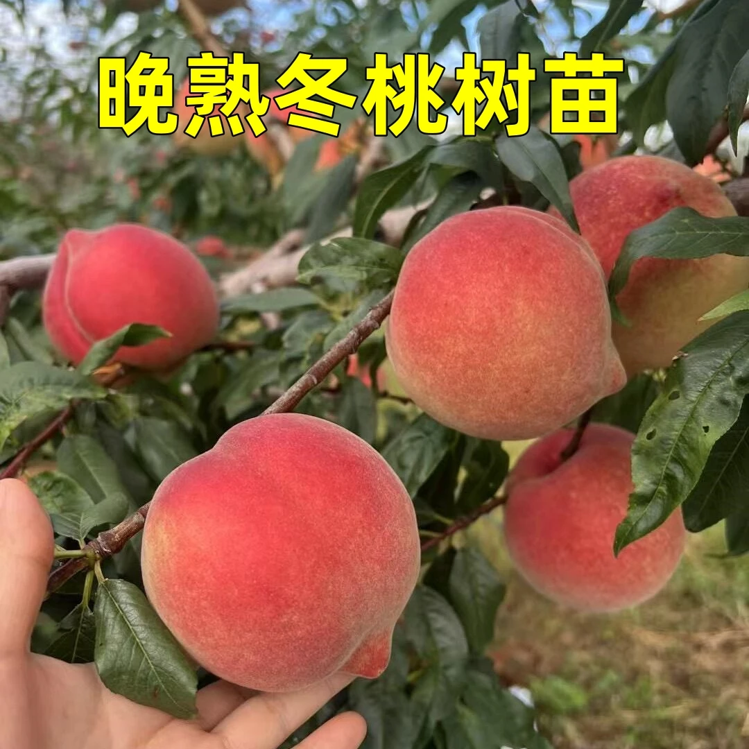 冬桃树苗嫁接特大晚熟桃树耐寒南北方室外地栽当年结果果树苗黄桃