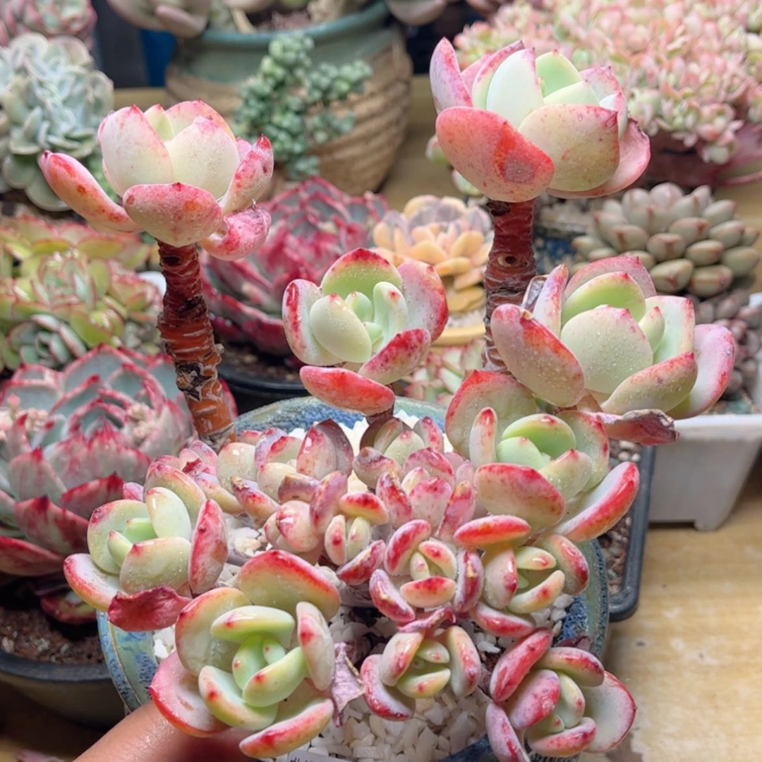 【闪购商品】517白月光缀