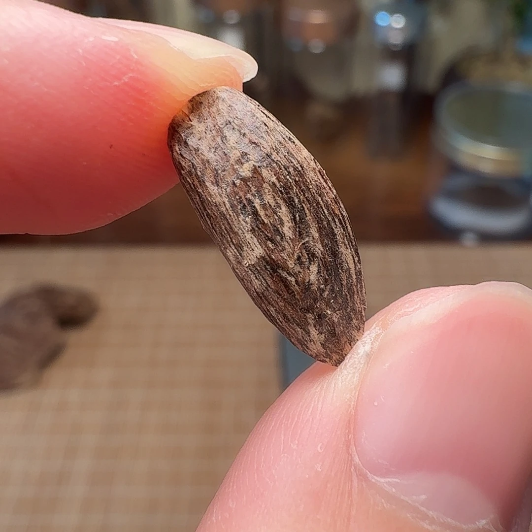 沉香香港西贡棋韵瓜子