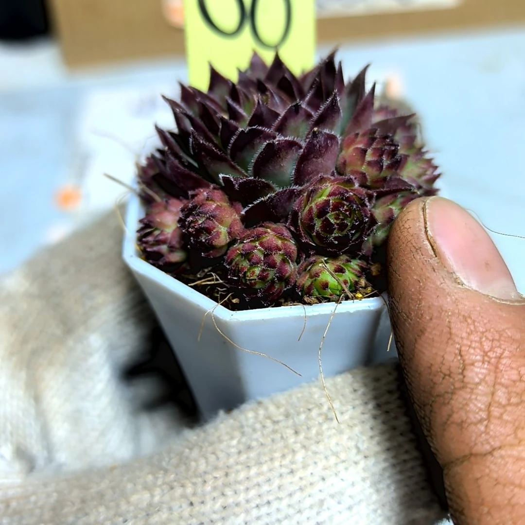 满9元包邮，荷花长生草，8号原盆土