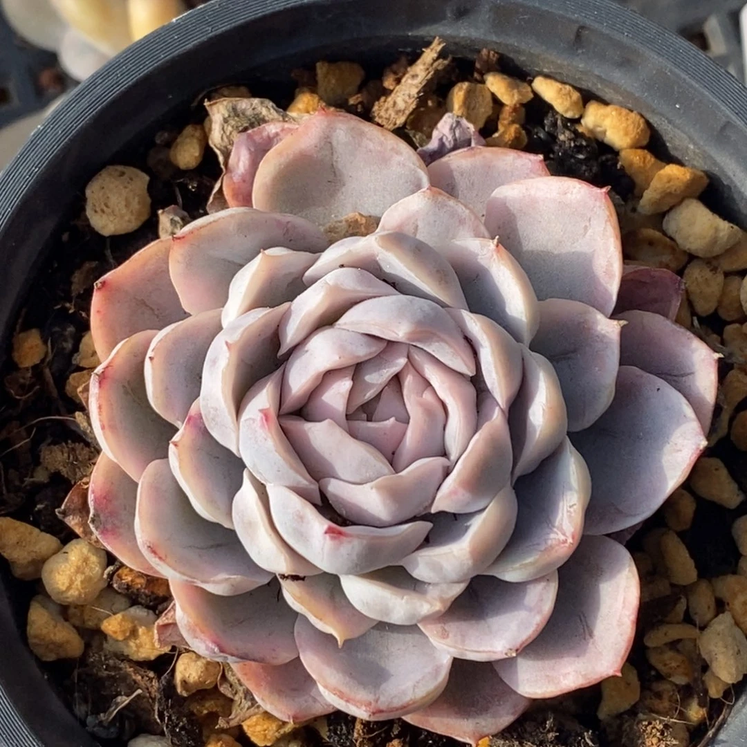 716墨西哥雪球锦单头带根