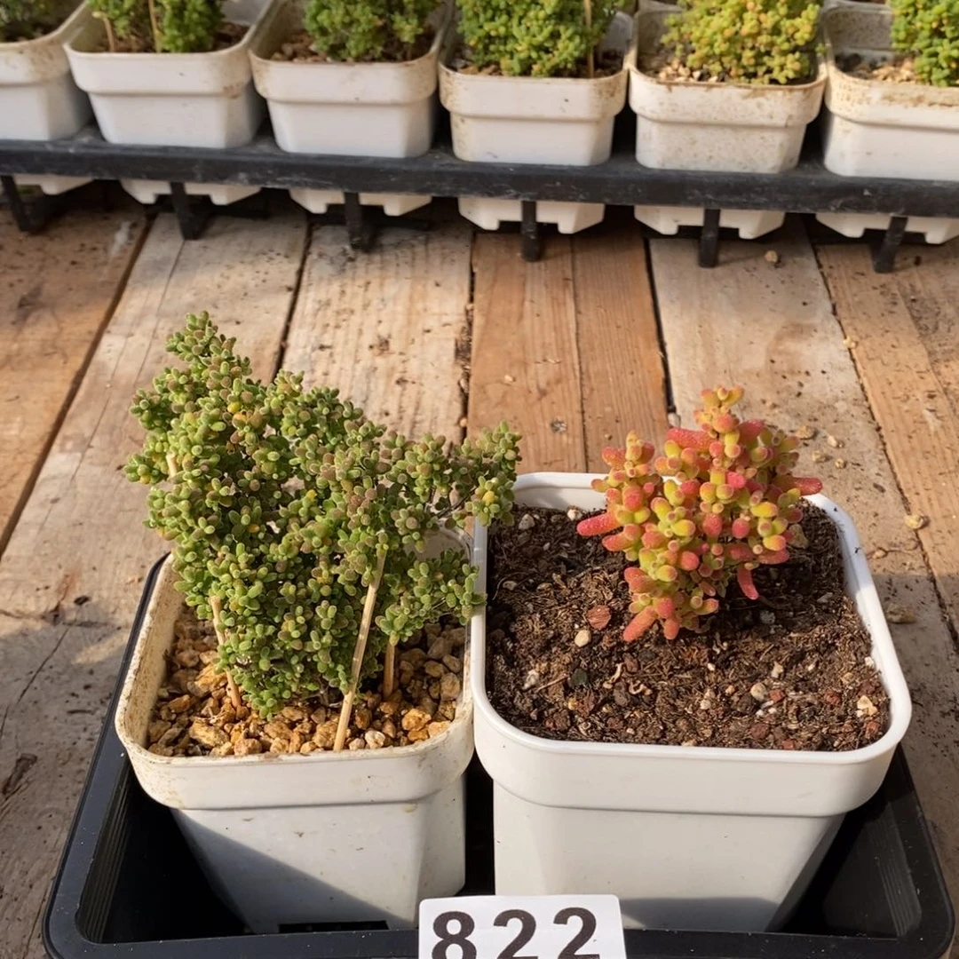 熙*枝干番杏多肉植物822