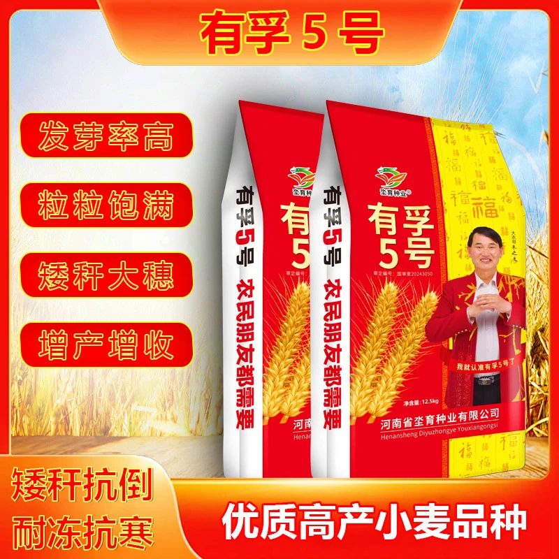 【有孚5号】优质高产抗病抗倒籽粒饱满矮杆大穗增产增收小麦品种