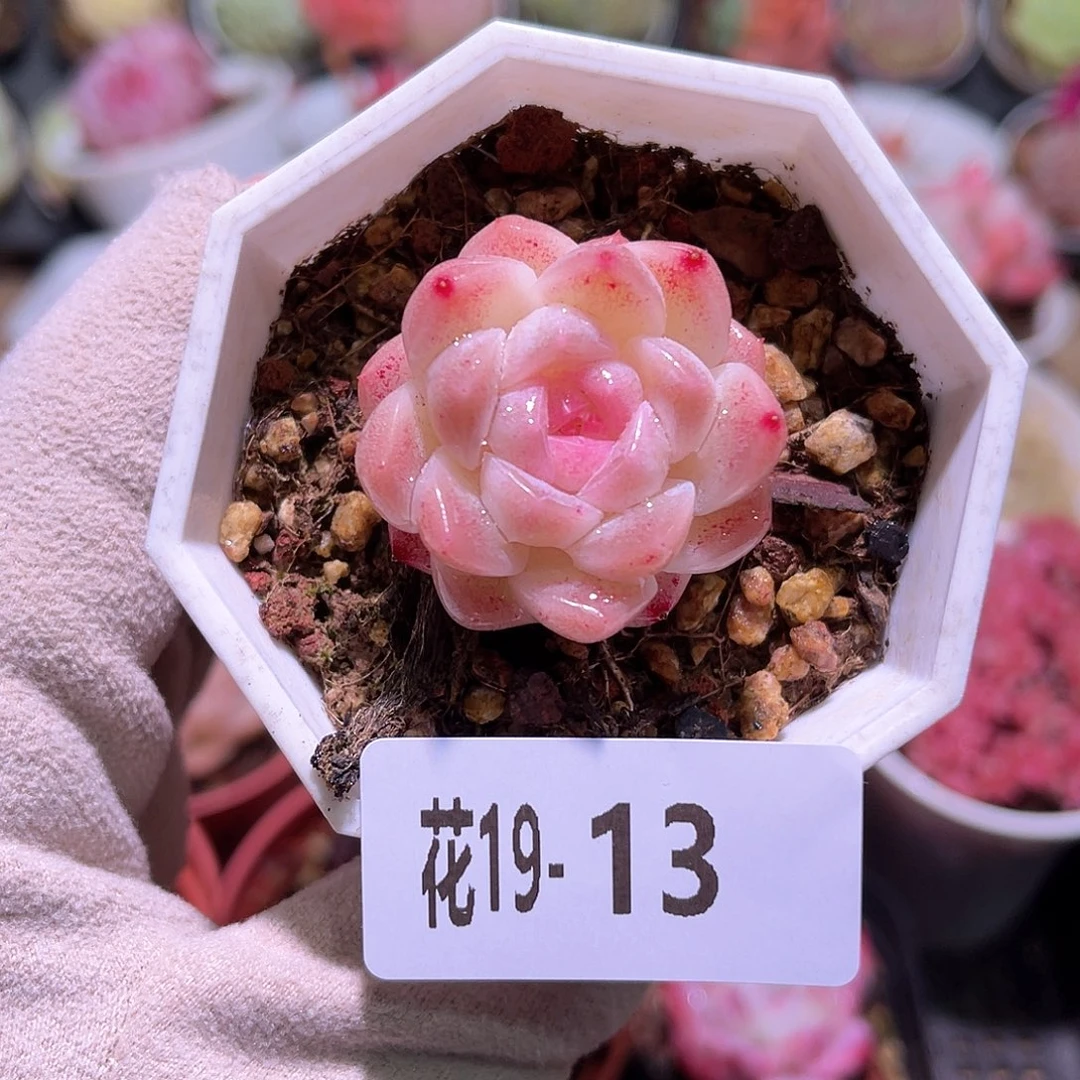 花利美19-13明月心