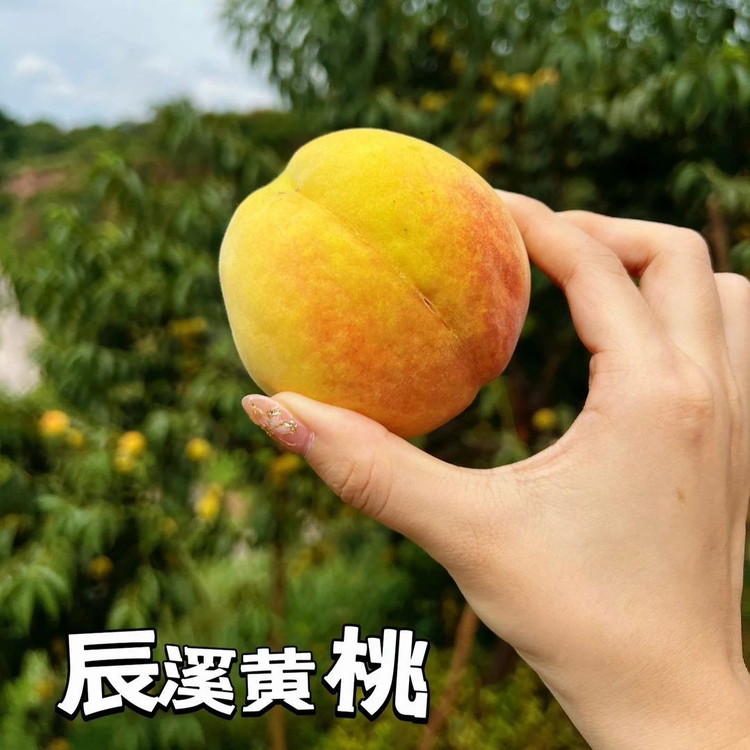 辰溪黄桃正宗熊首山果园直发口感清香脆甜现摘现发默认包邮先生
