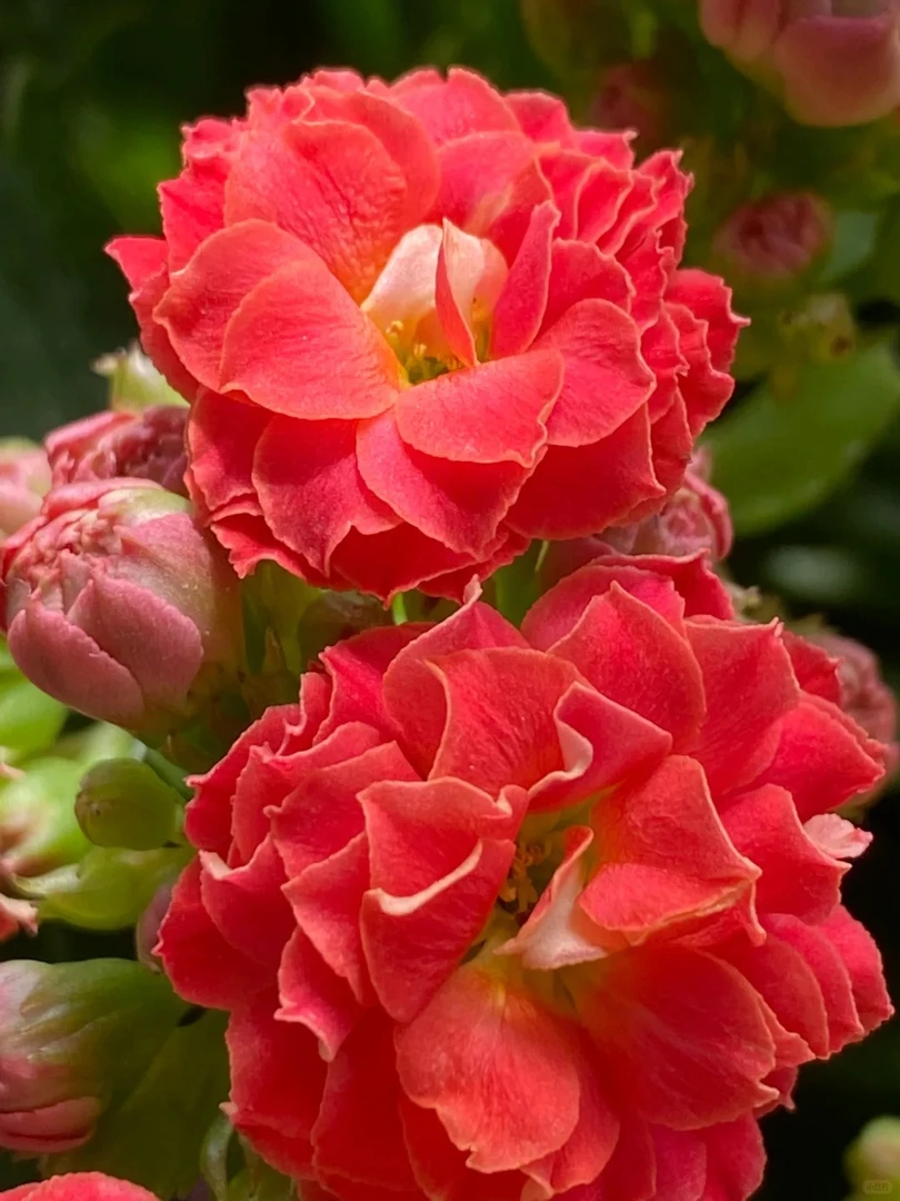 （草莓甜心110盆）基地直发一代长寿  稀有大花品种  室内懒人花