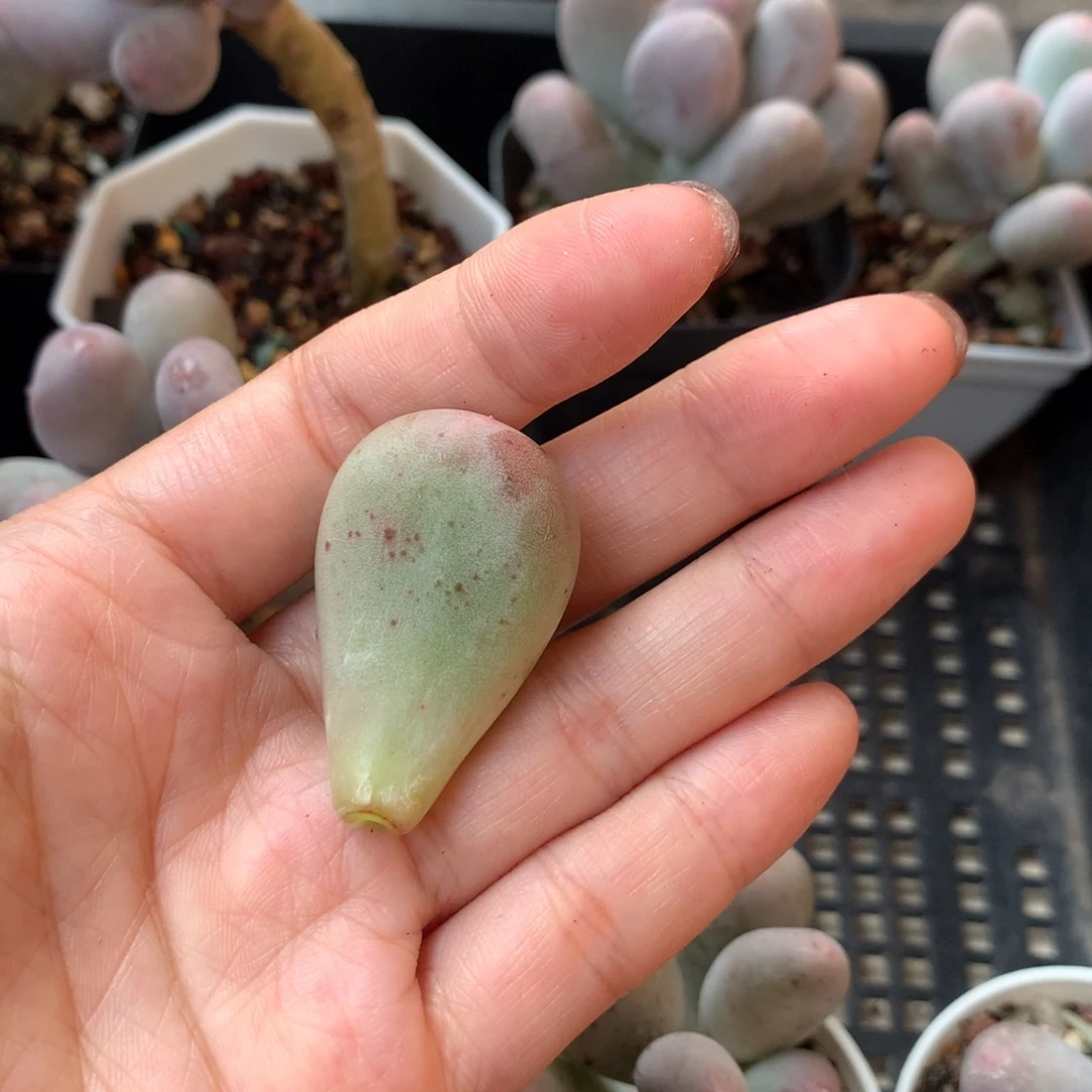 叶子 不凑满28元发一片叶 不售后 到付