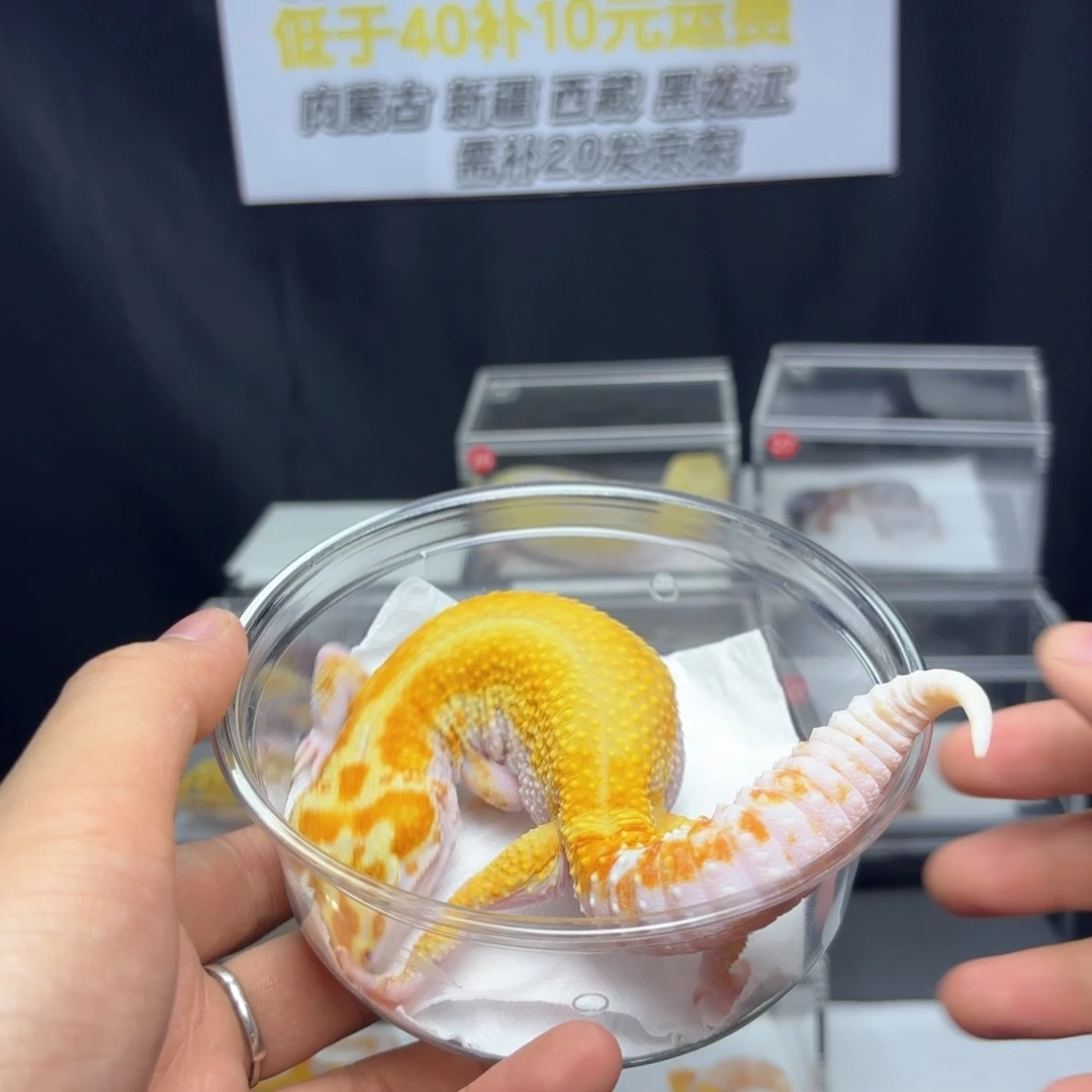 豹纹守宫白黄雨水红直母温